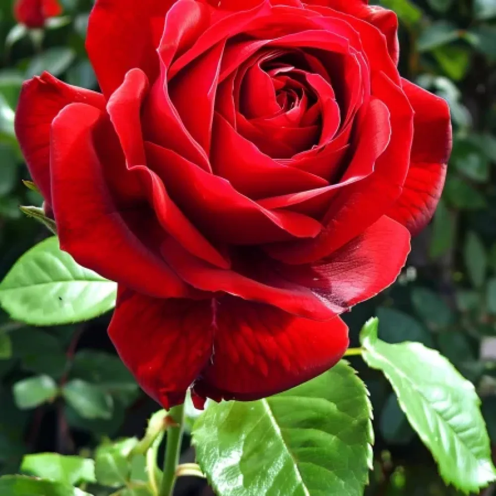 Růže Secret Ritual – prostokořenná