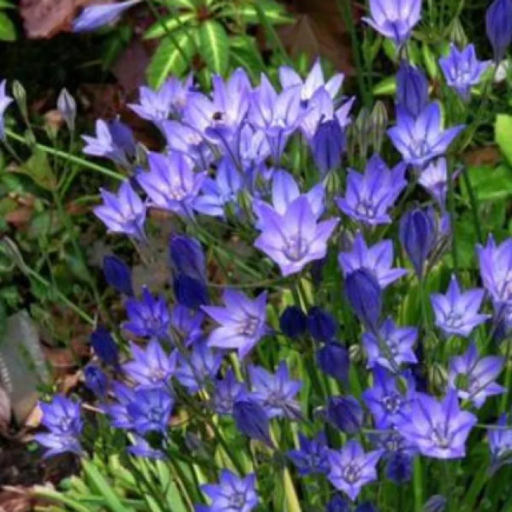 Triteleia Corrina
