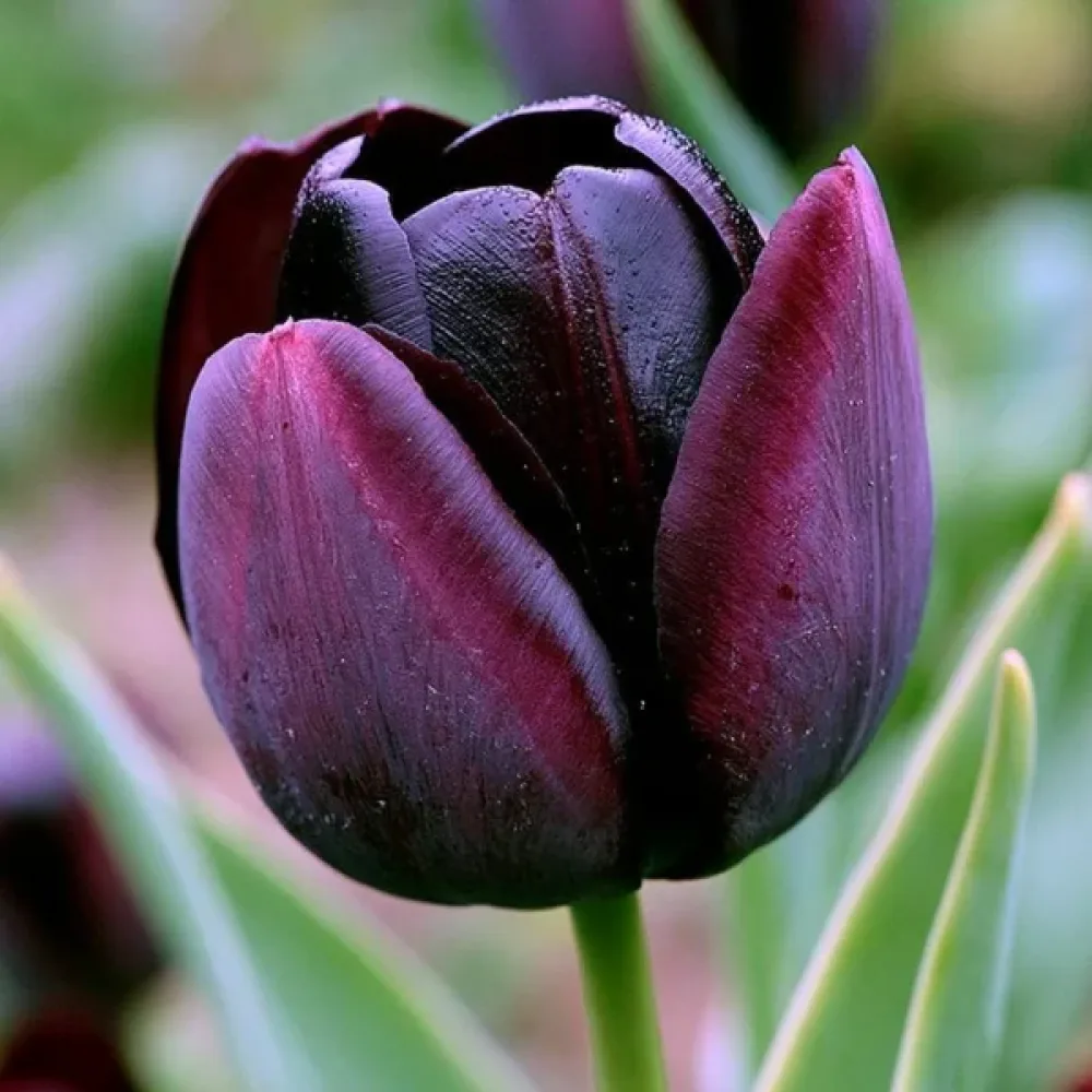 Tulipán Paul Scherer (černý)