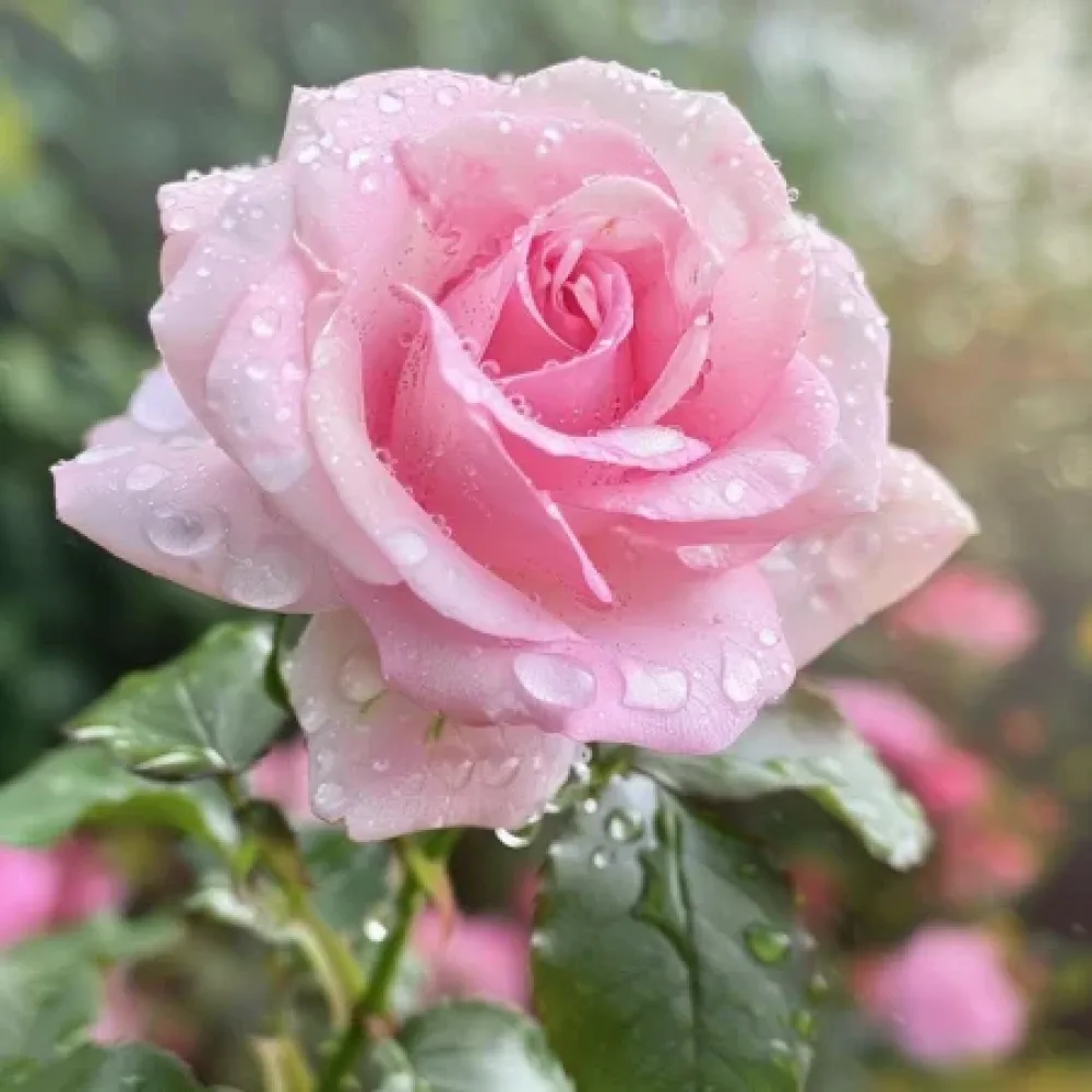Růže Pink Benedict – prostokořenná