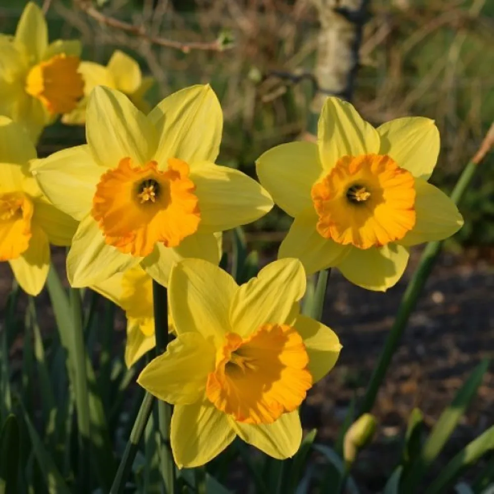 Narcis Fortune (oranžový)