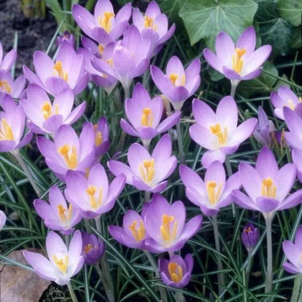 Krokus Barrs Purple Tommasianus (fialový)