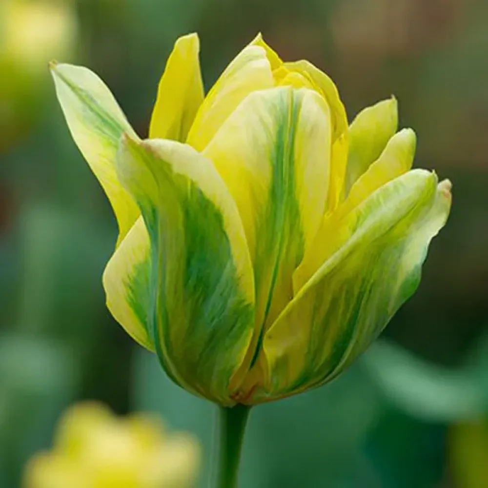 Tulipán Formosa (žlutý)