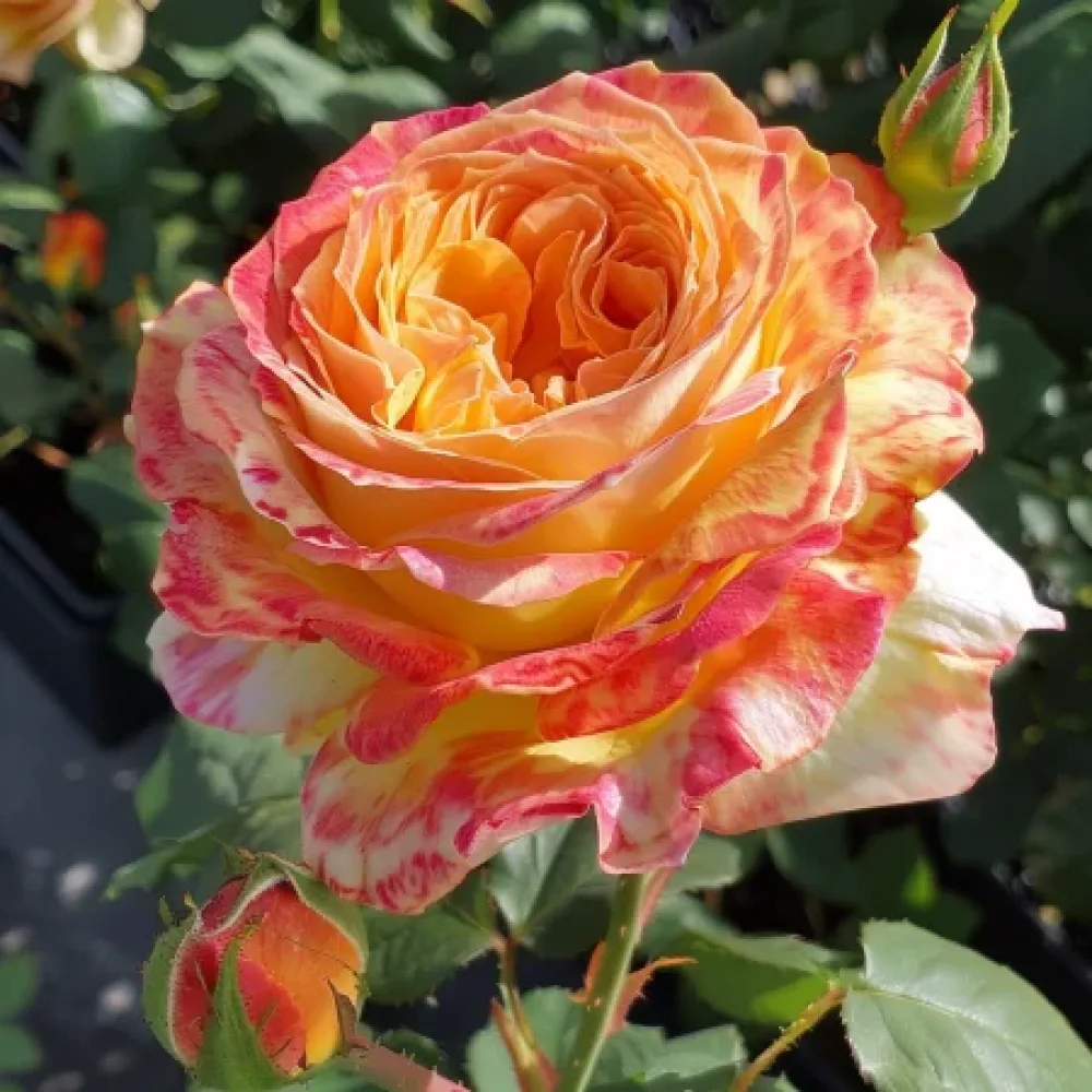 Růže Mango Glow – prostokořenná