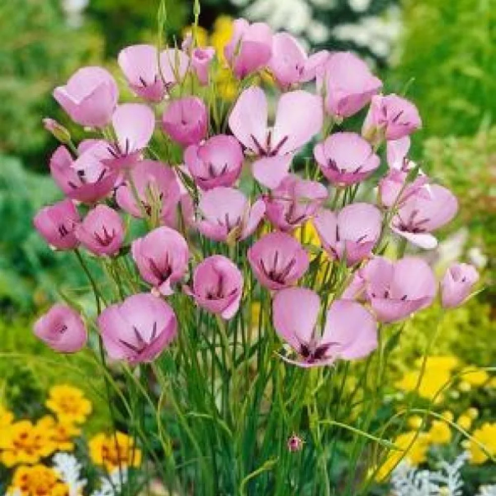 Kalochortus Cupido (něžný)