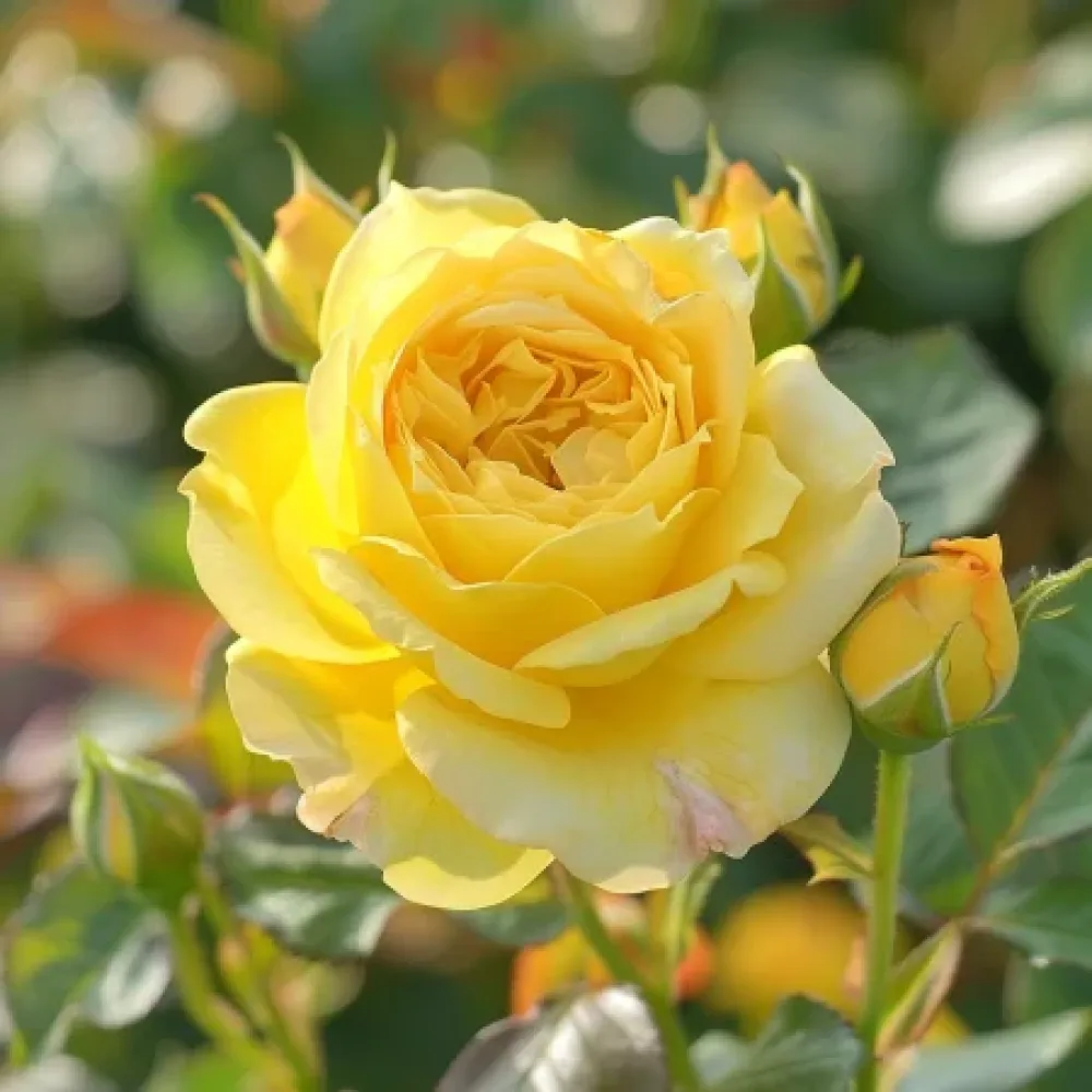 Růže Citrus Harmony – prostokořenná