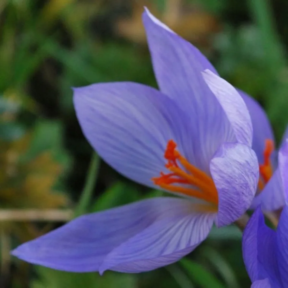 Krokus speciosus Conqueror (fialový)