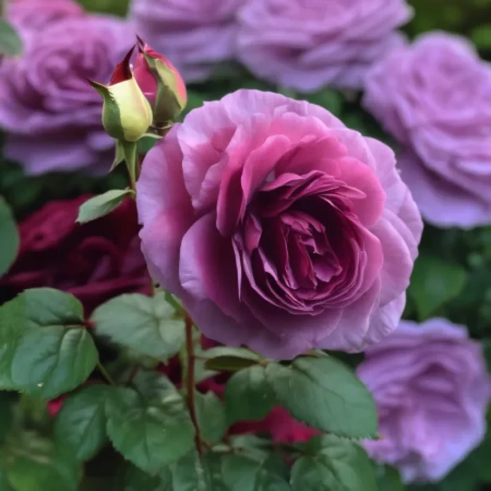 Růže Magenta Temptation – prostokořenná