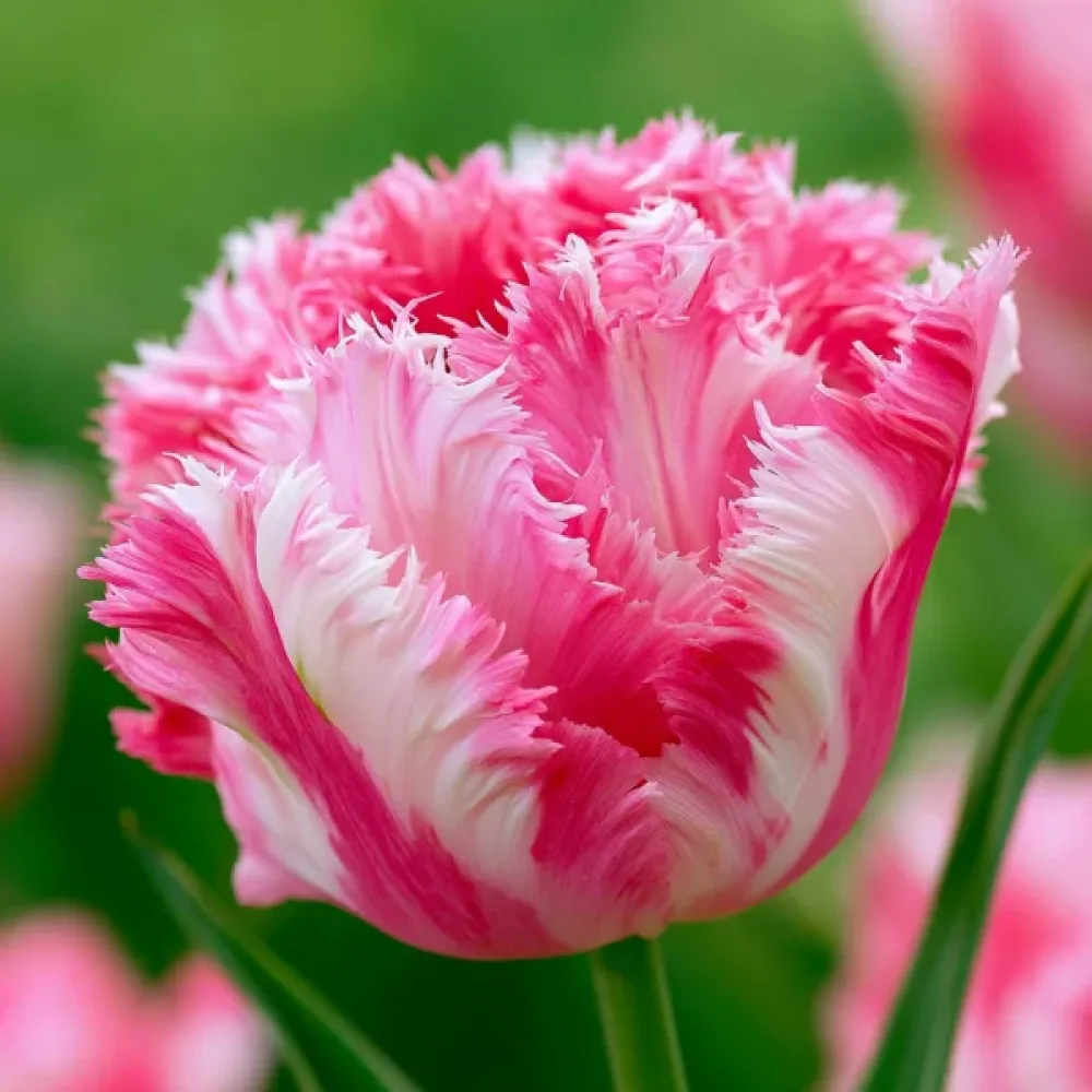 Tulipán Crispion Sweet (krémový)