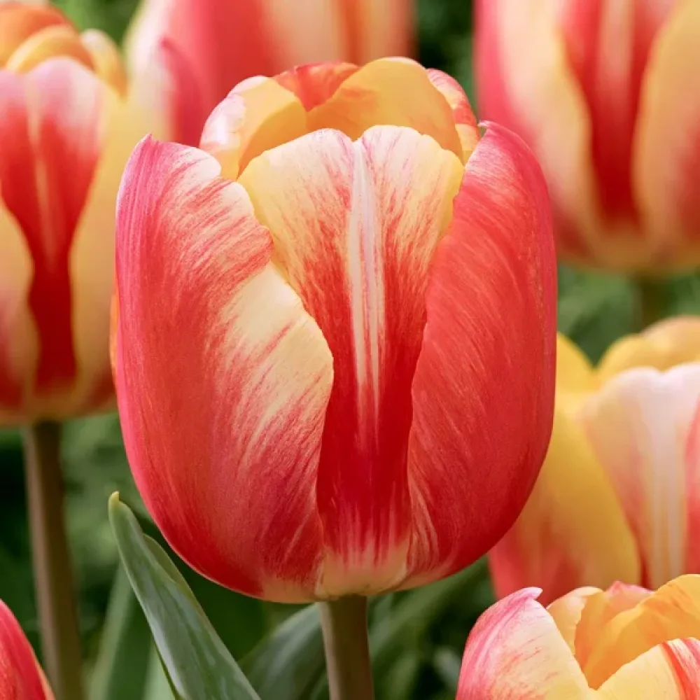 Tulipán Candy Corner