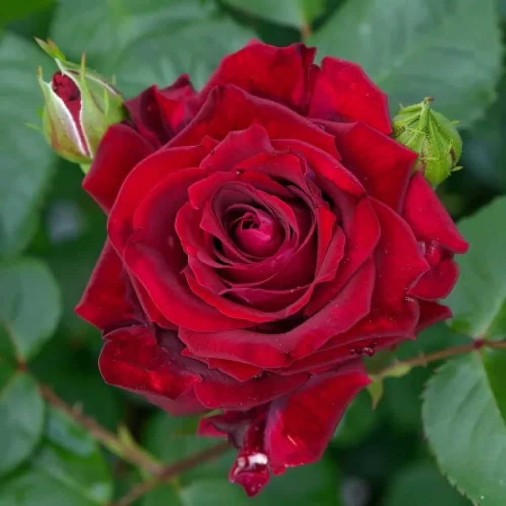 Růže Evening Bloom Harp – prostokořenná