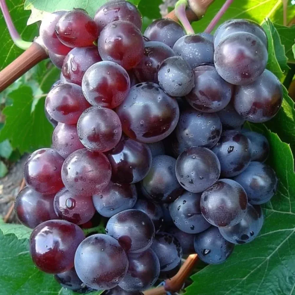 Vinná réva odrůda Rusalka 3 – bezsemenná stolní odrůda hroznů