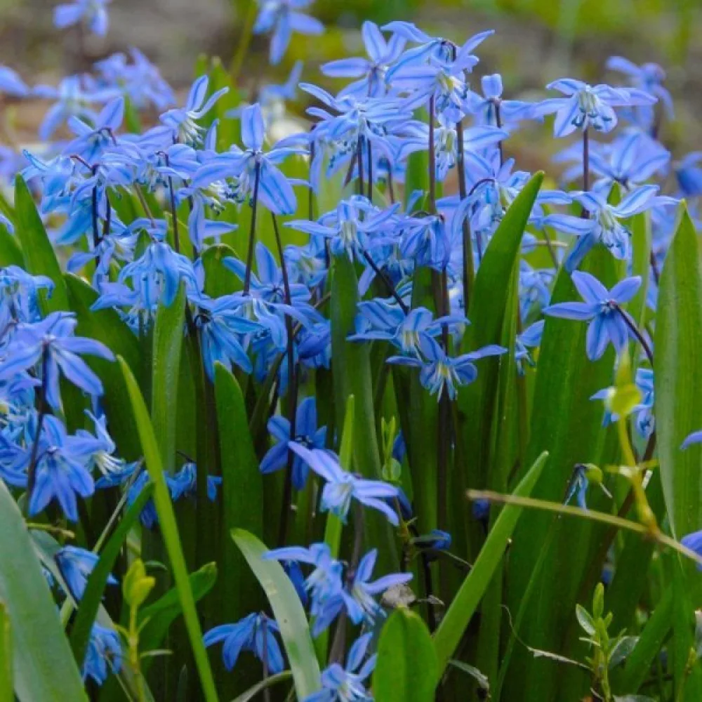 Ladoňka Siberica (modrá)