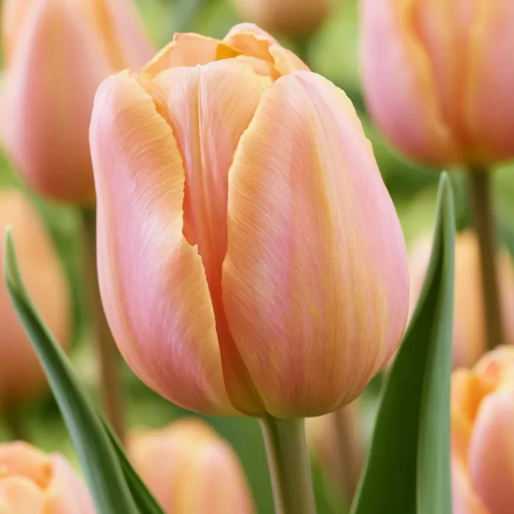Tulipán Salmon Prince (lososový)