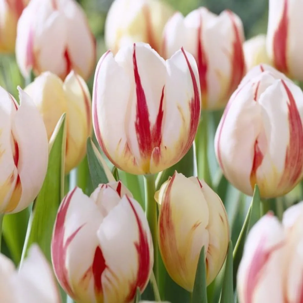 Tulipán Carnaval de Rio