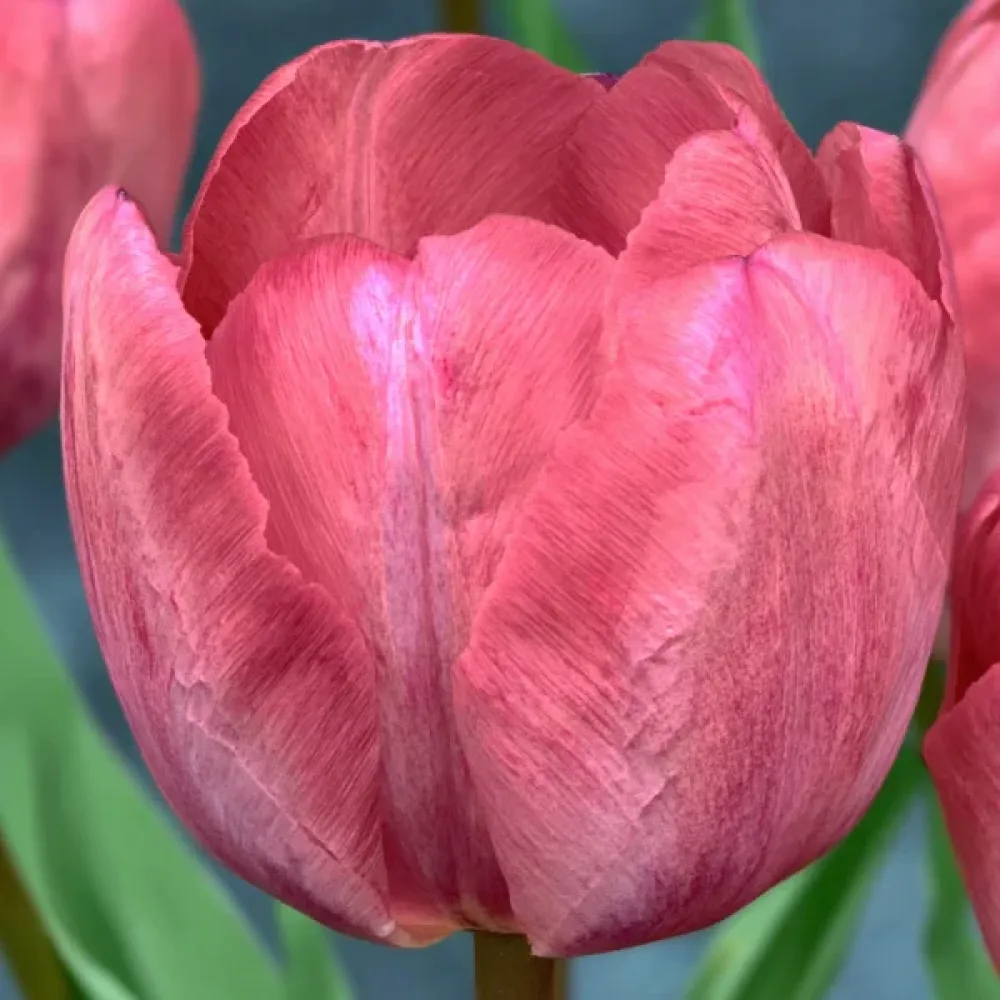 Tulipán Taiwan (růžový)