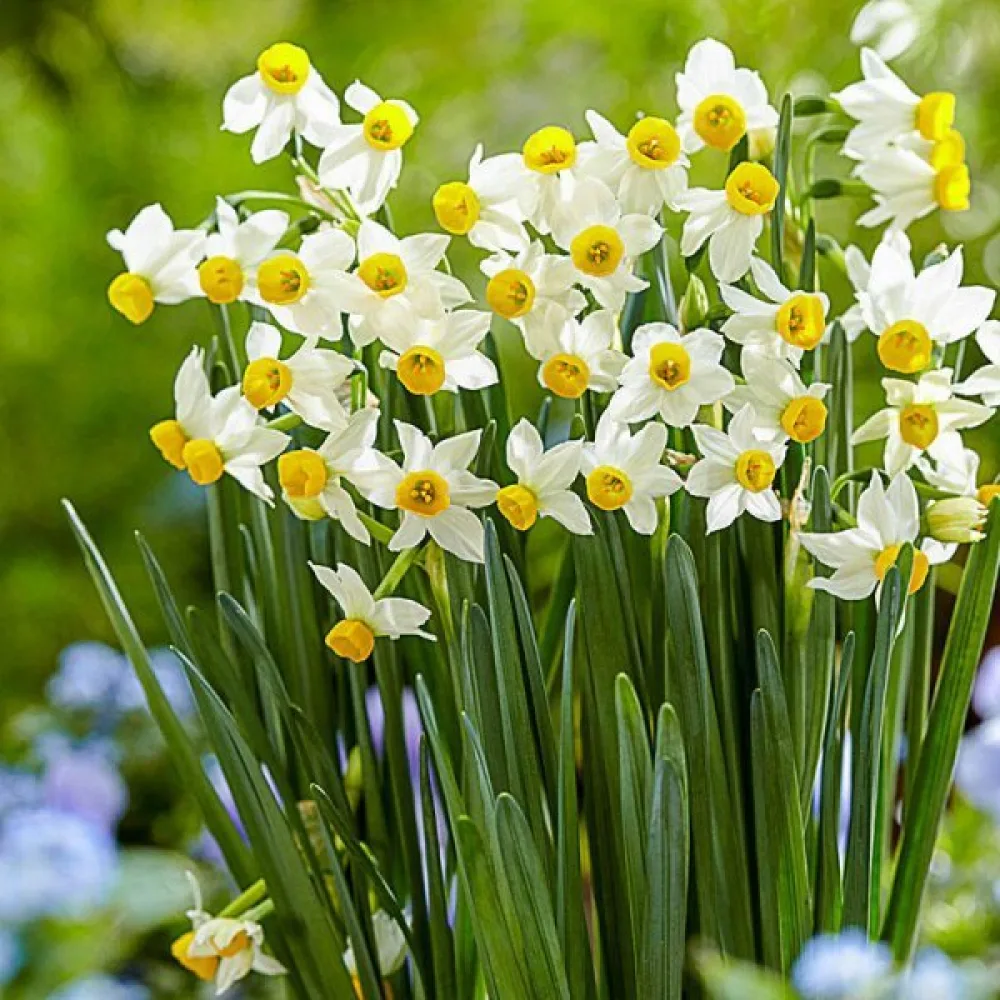 Narcis Canaliculatus (žlutý)