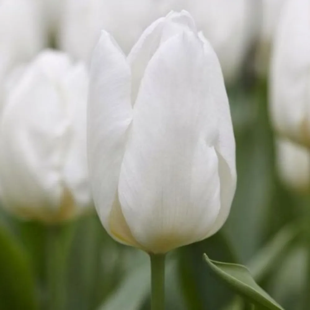 Tulipán White prince (bílý)
