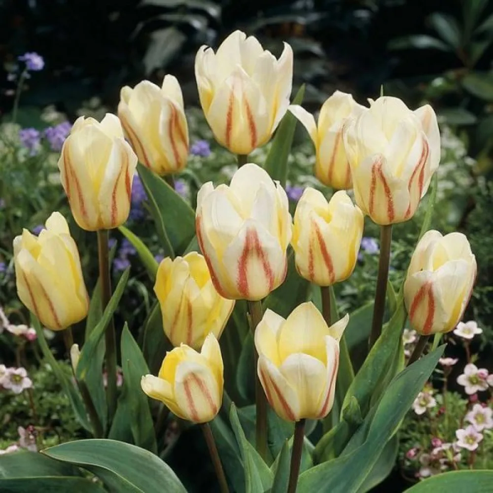 Tulipán White Fire (bílý)