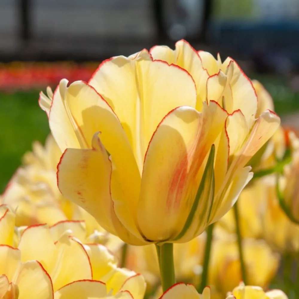 Tulipán Akebono (červený)
