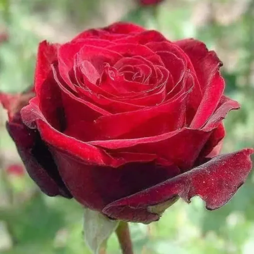 Růže Ruby Eternity Rose – prostokořenná