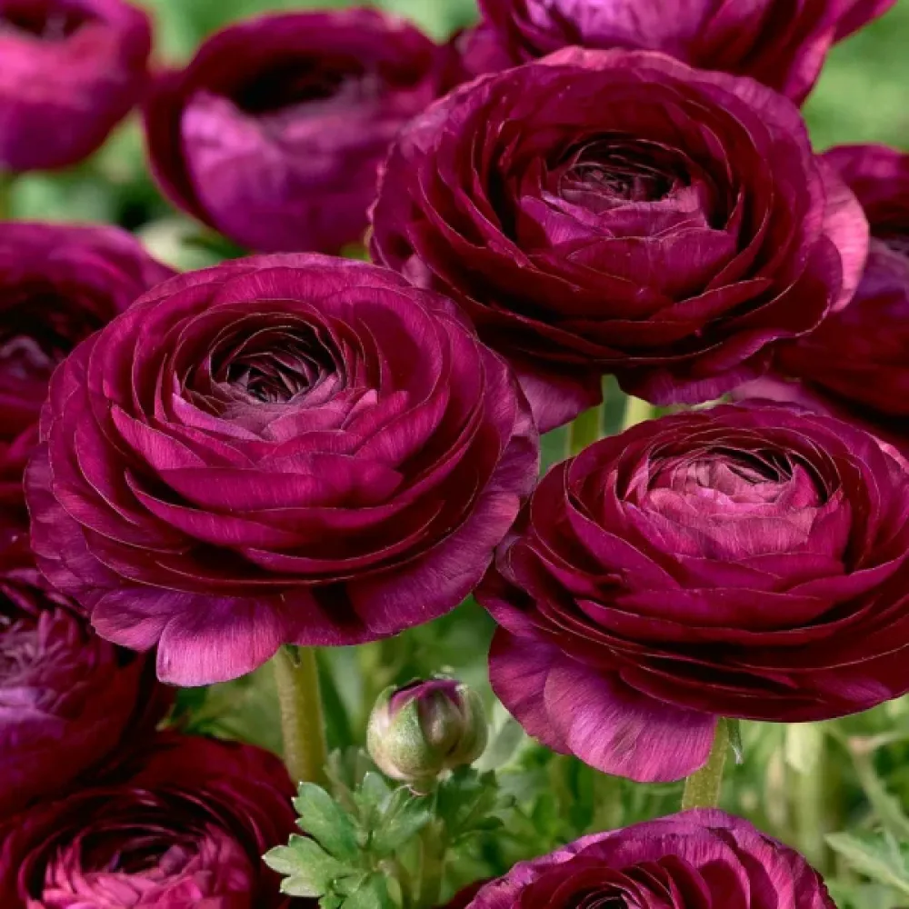 Pryskyřník Purple Tomer (fialový)