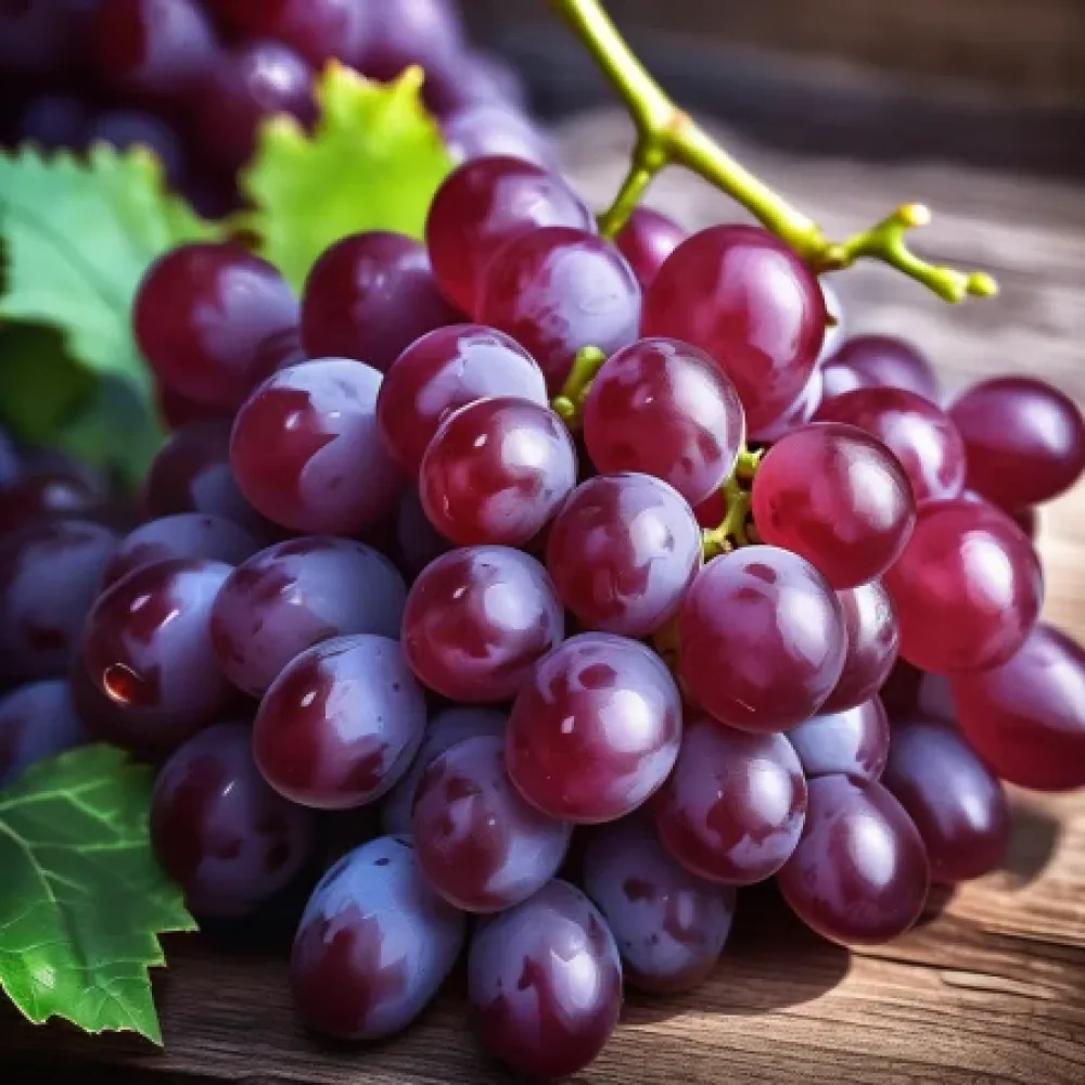 Vinná réva Královský rubín – bezsemenná odrůda – pozdní