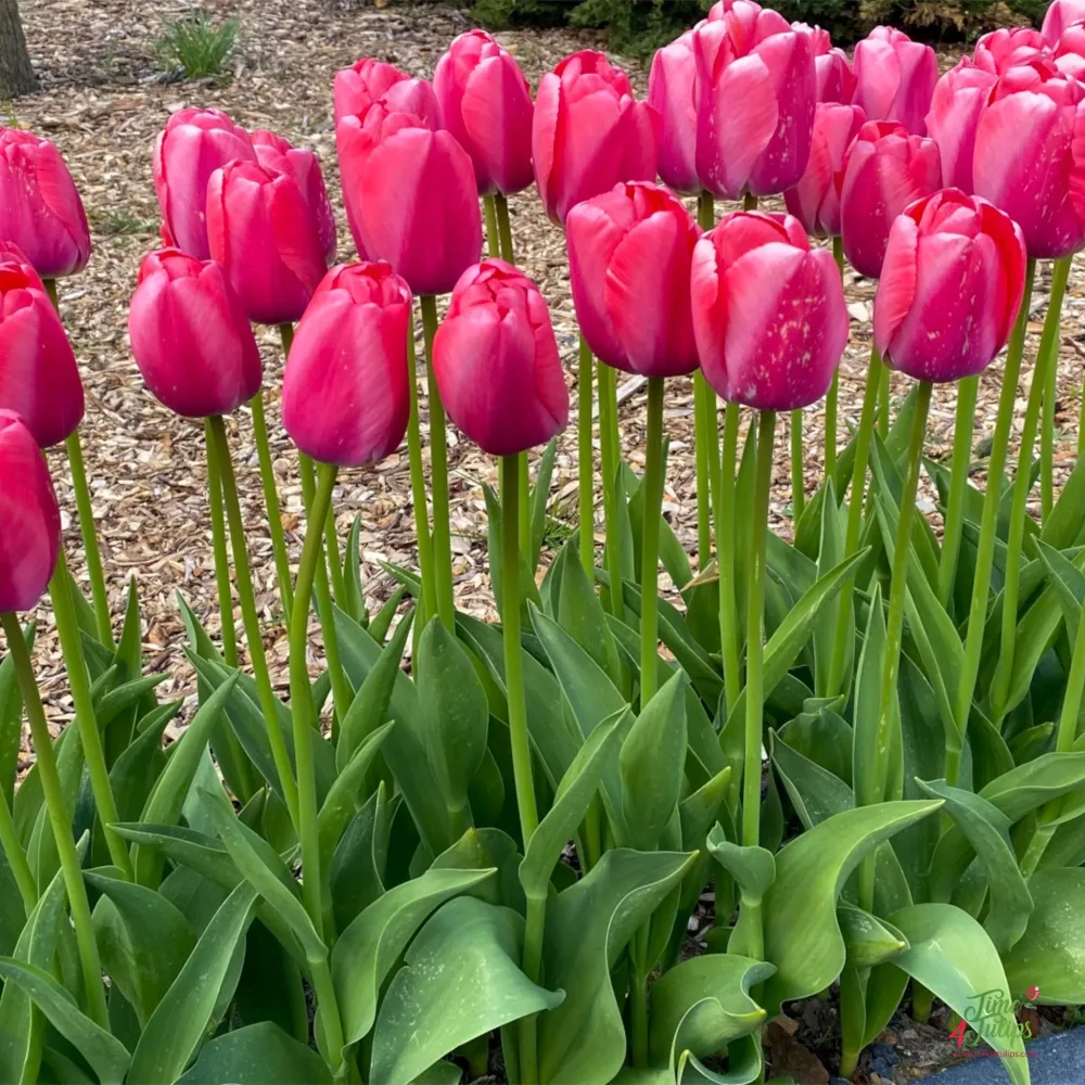 Tulipán Pink Pride (růžový)
