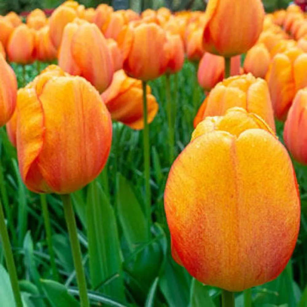 Tulipán Blushing Apeldoorn (růžový)