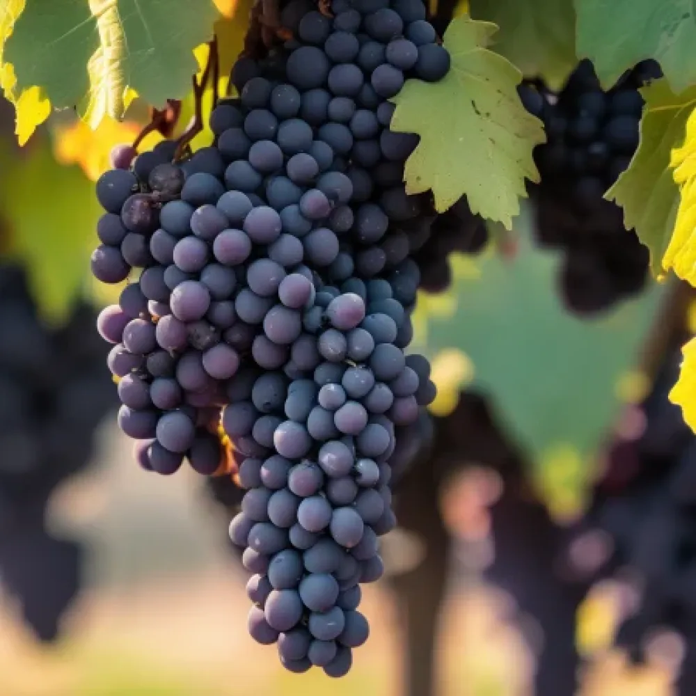 Vinná réva odrůda Malbec /Malbec/