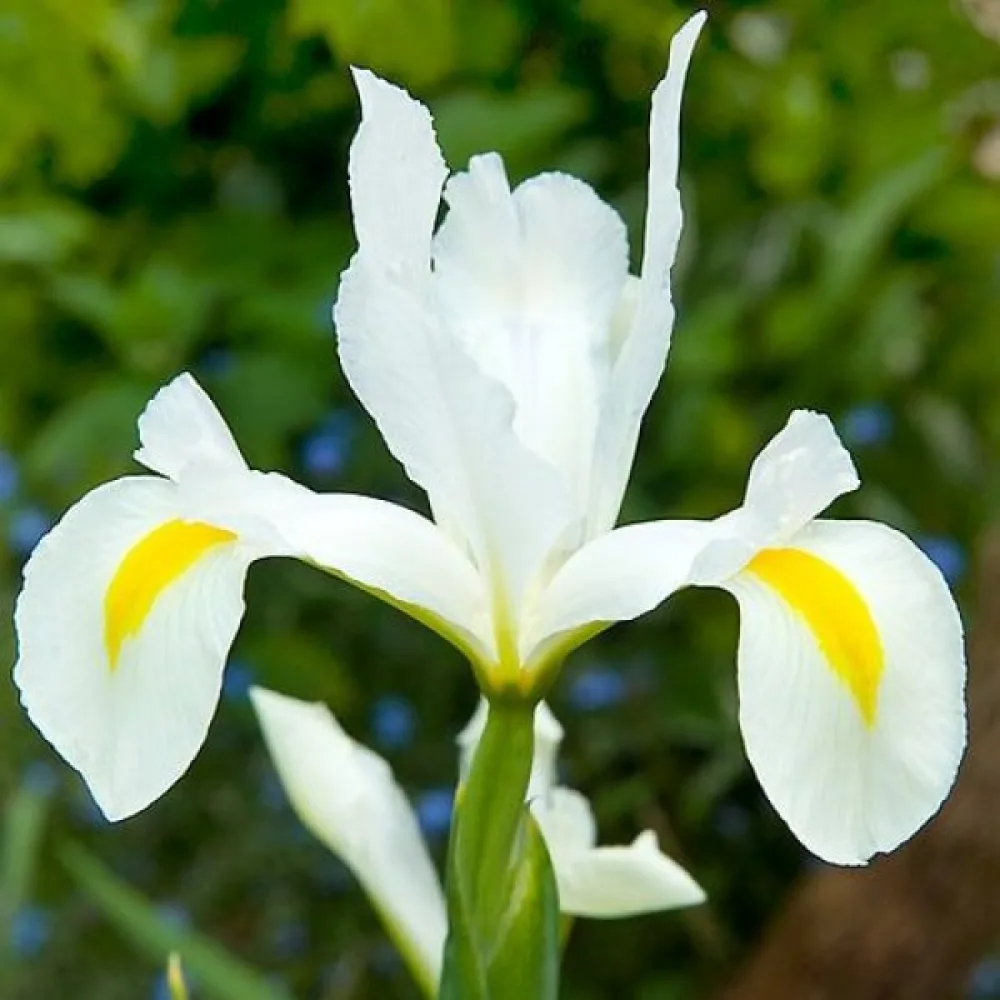 Kosatec White Van Vliet (bílý)