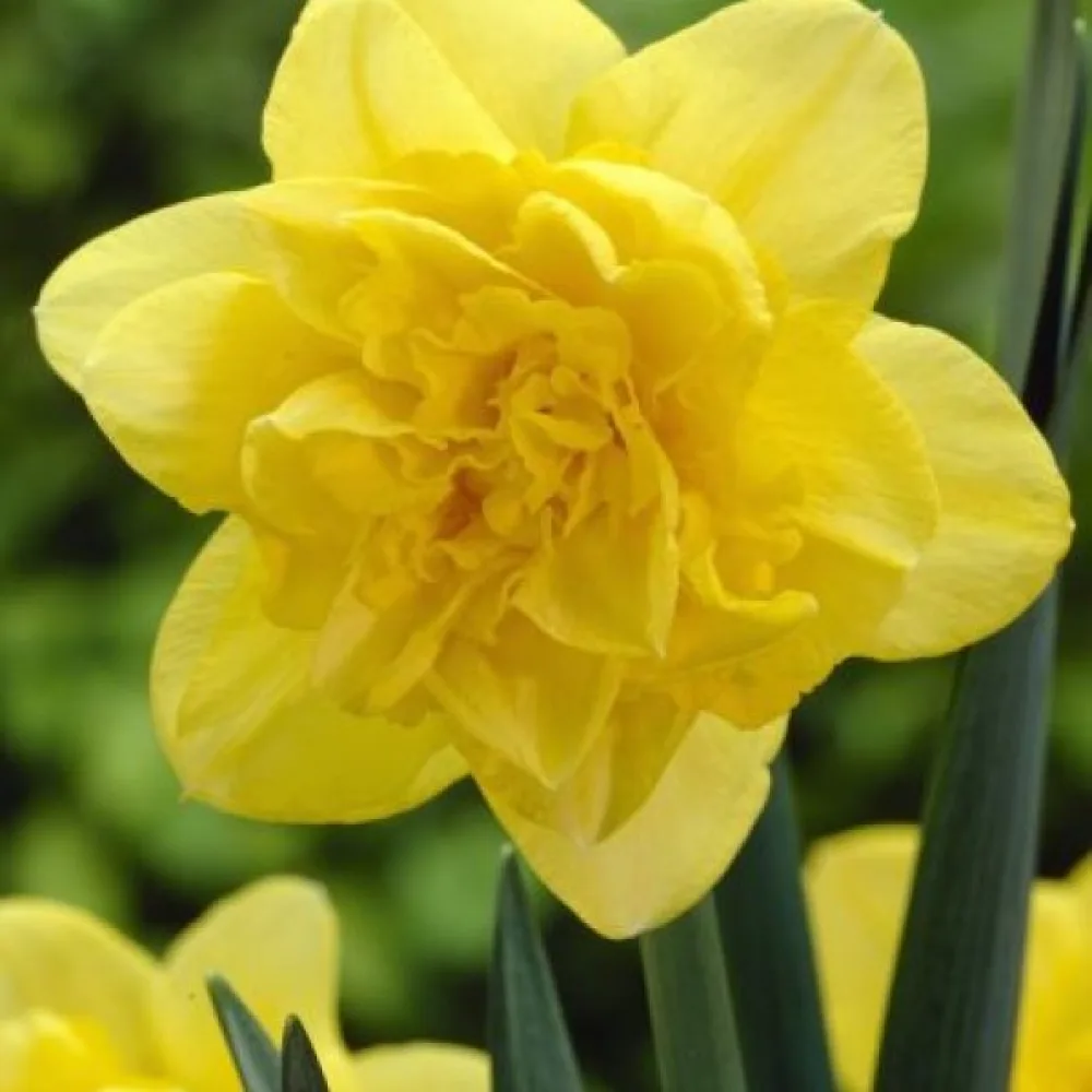 Narcis Dick Wilden (žlutý)