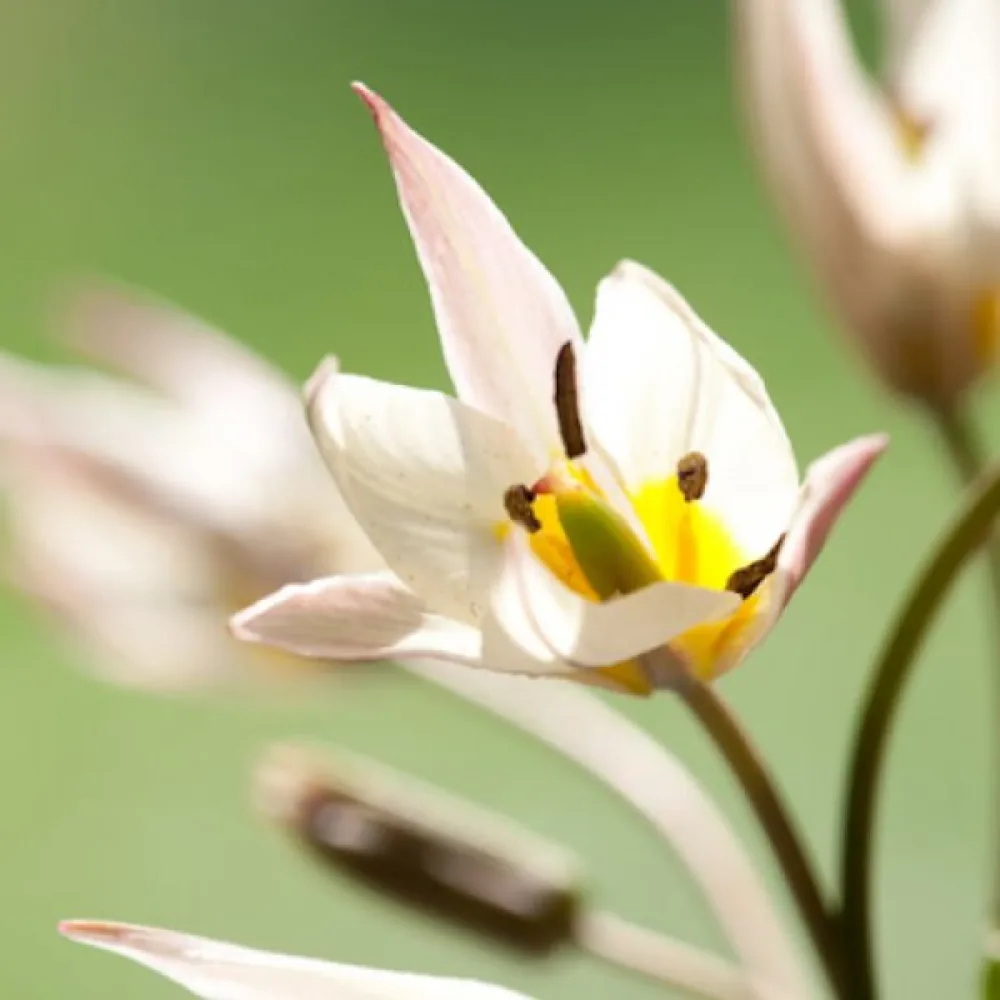 Tulipán Turkestanica (krémový)