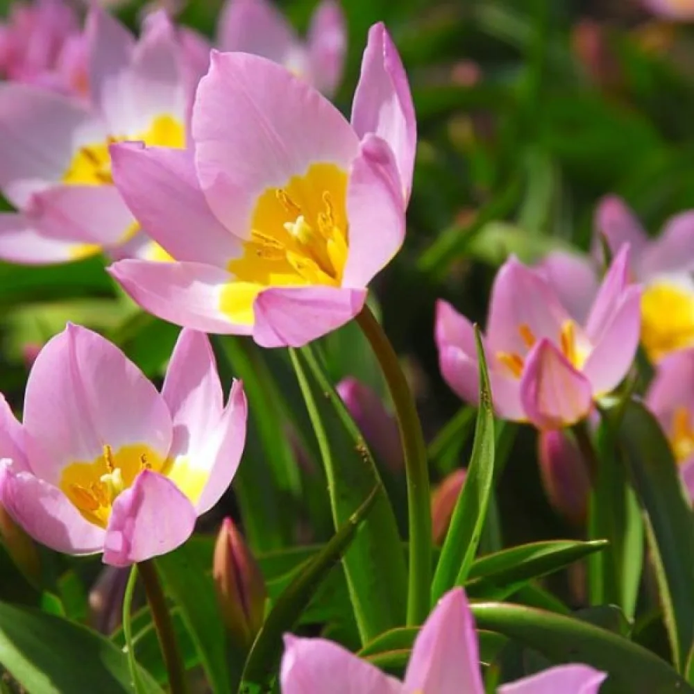 Tulipán Saxatilis (růžový)