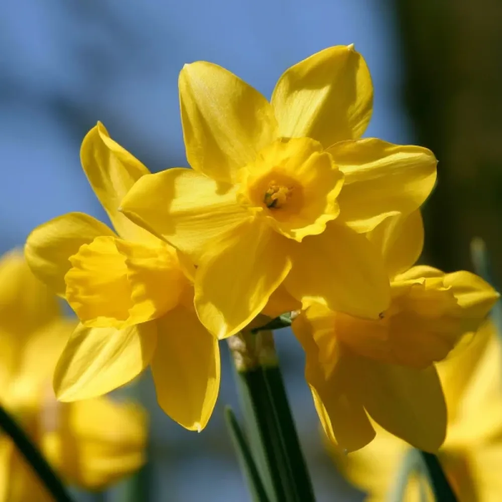 Narcis Sunlight Sensation