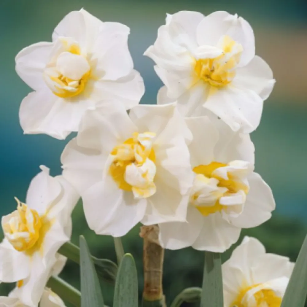 Narcis White Cheerfulness (bílý)