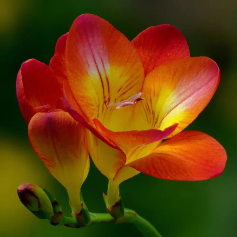 Frézie Orange Single (oranžová)