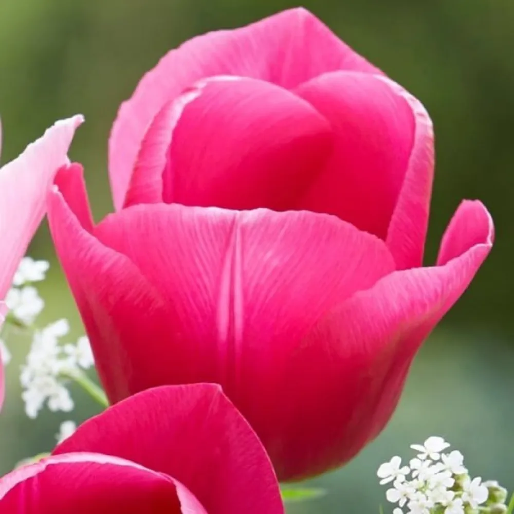 Tulipán Carola (růžový)