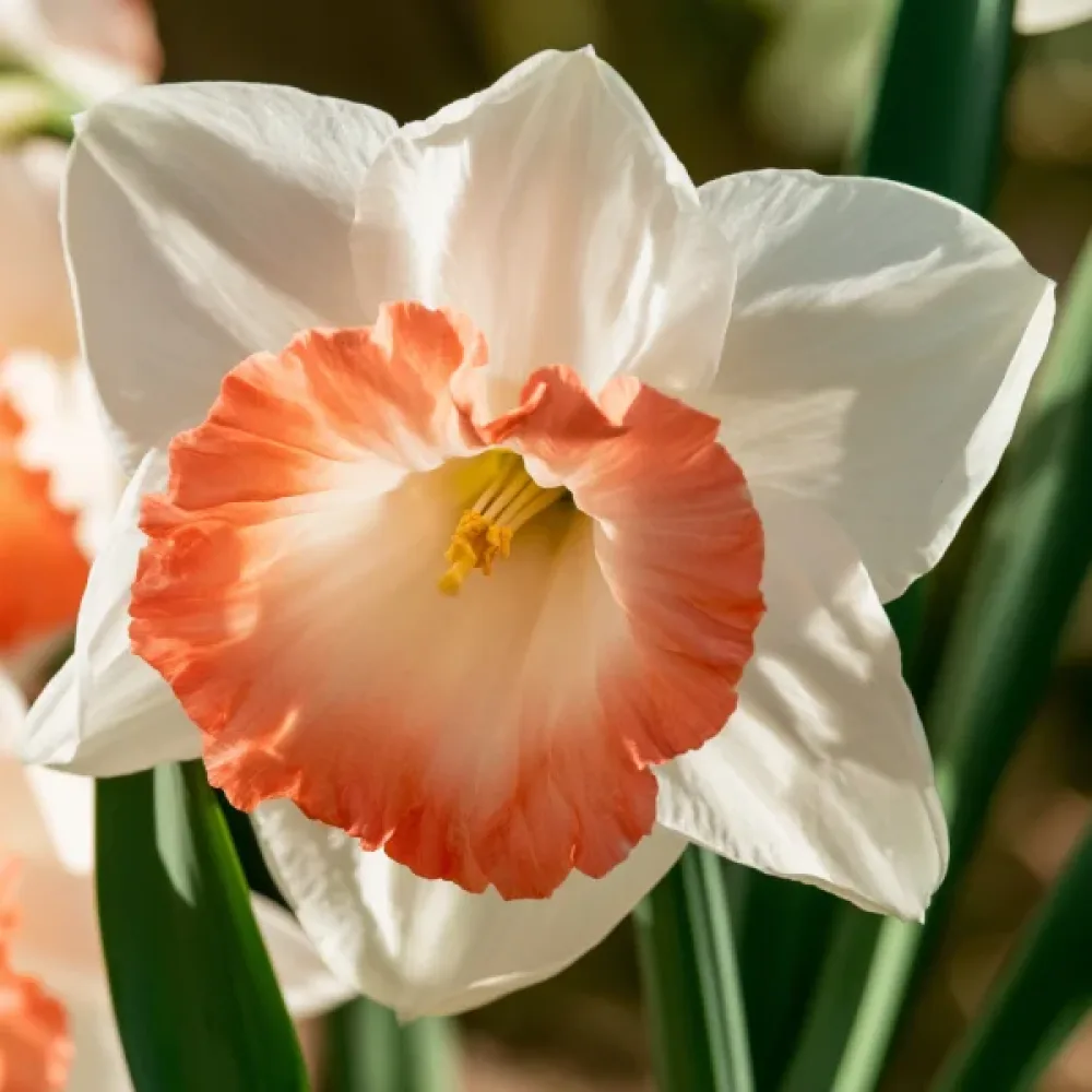 Narcis Pink Charm (růžový)