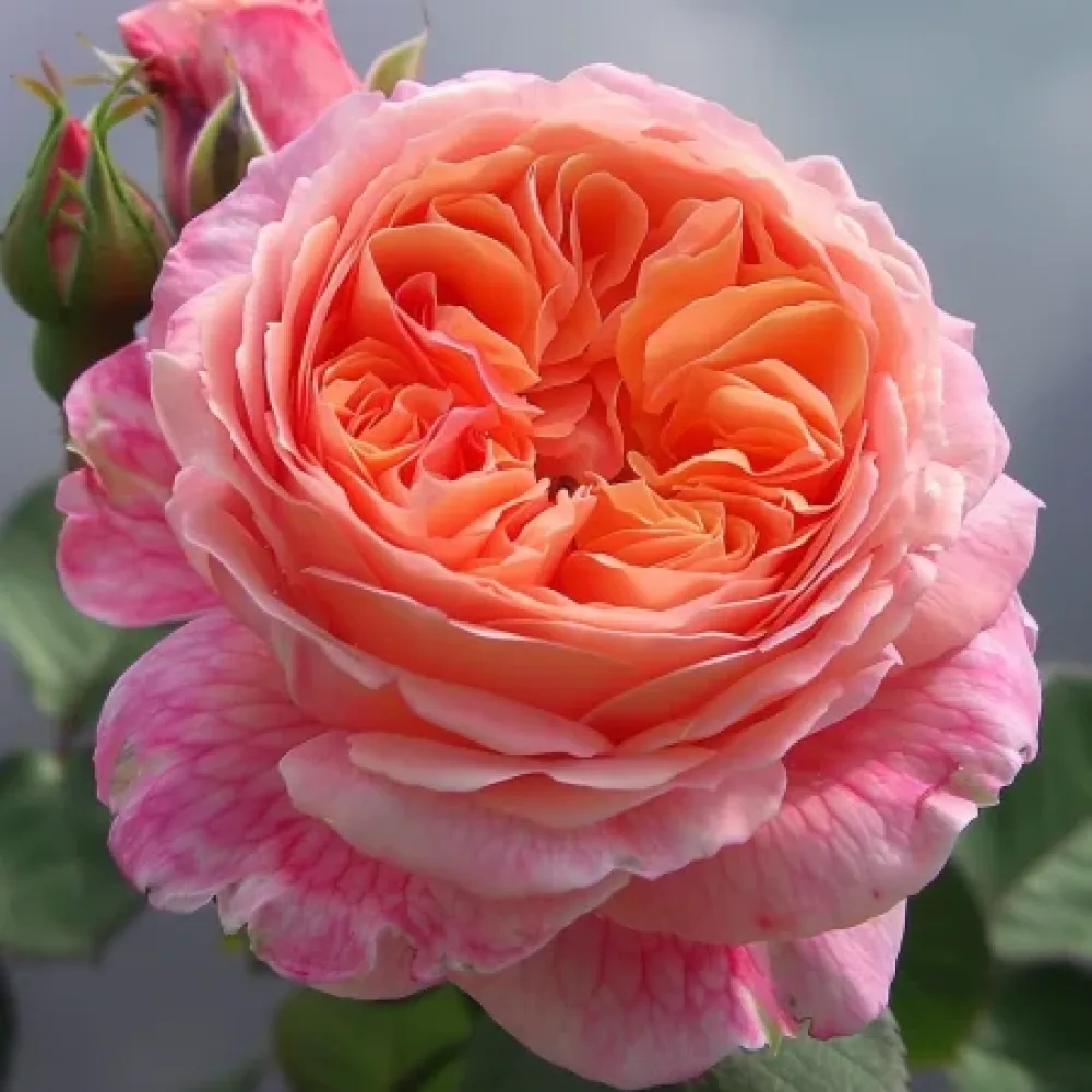 Růže Perlová rosa – prostokořenná