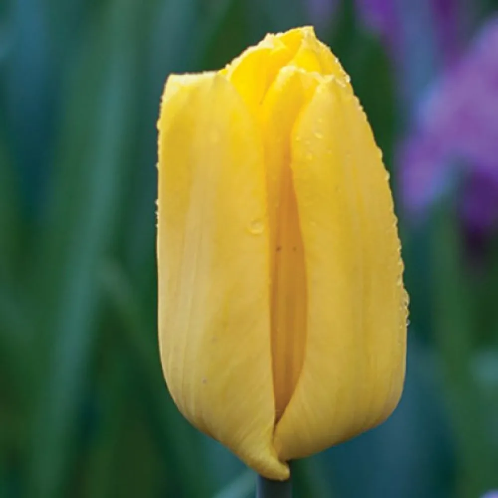 Tulipán Strong Gold (zlatý)