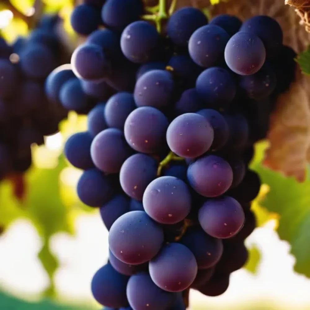 Vinná réva odrůda Pinot noir, červená moštová – raně zrající