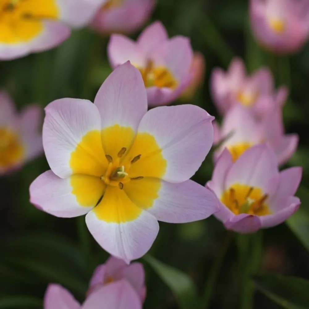 Tulipán Bakeri lilac wonder (šeříkový)