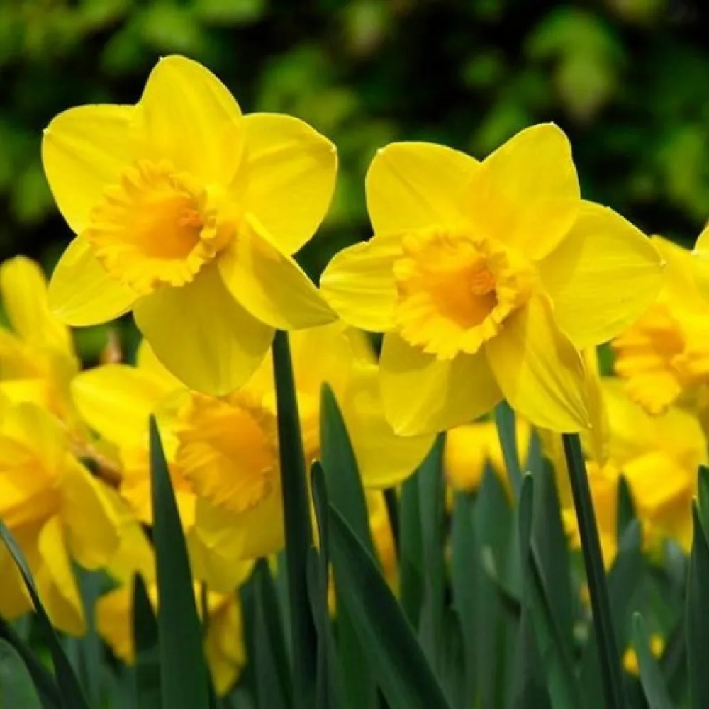 Narcis Carlton