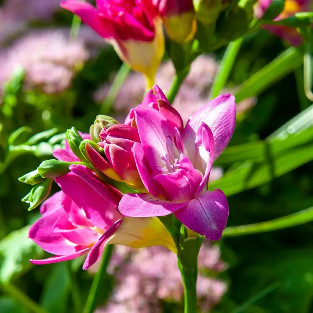 Frézie Double Pink (růžová)