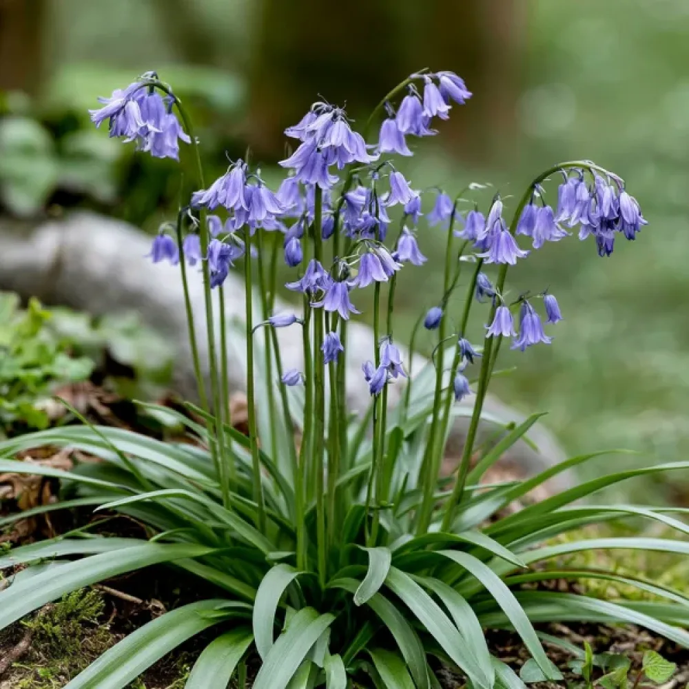 Ifeon Uniflorum Wisley Blue (modrý)
