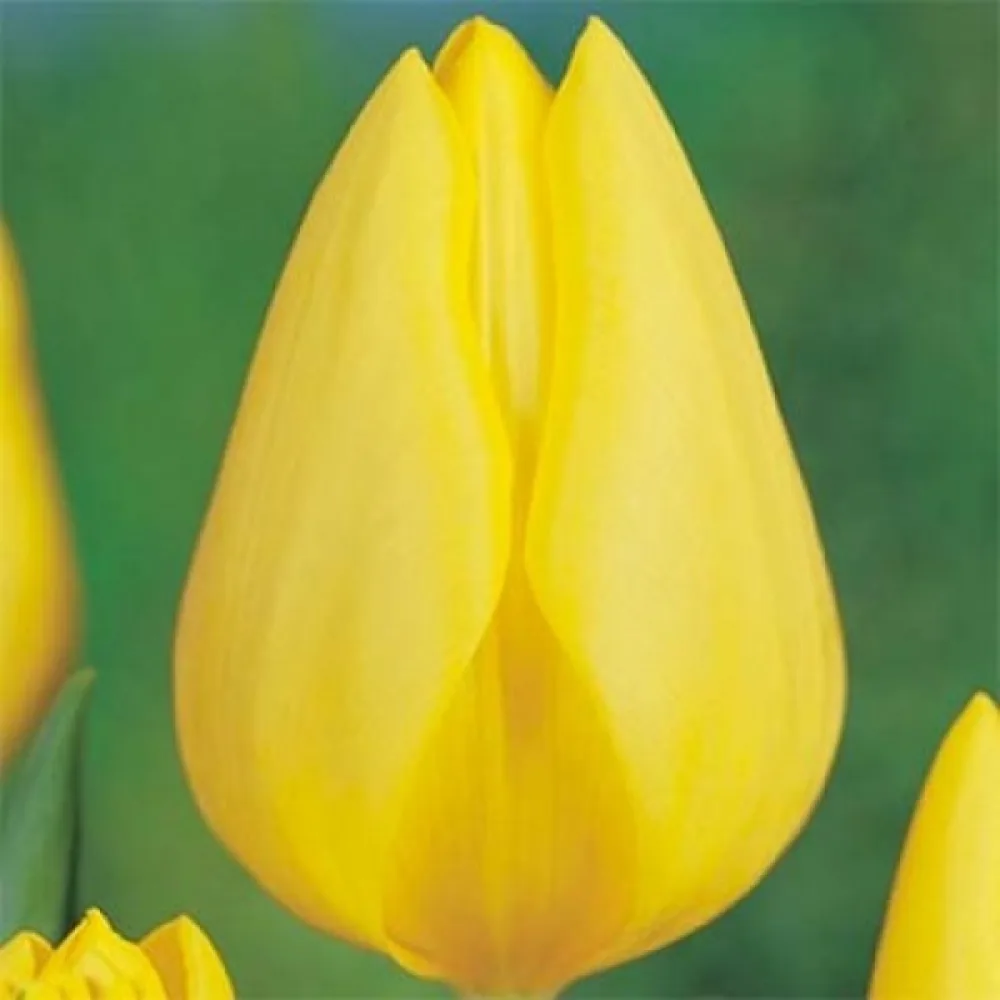 Tulipán Friendship 1998 (žlutý)