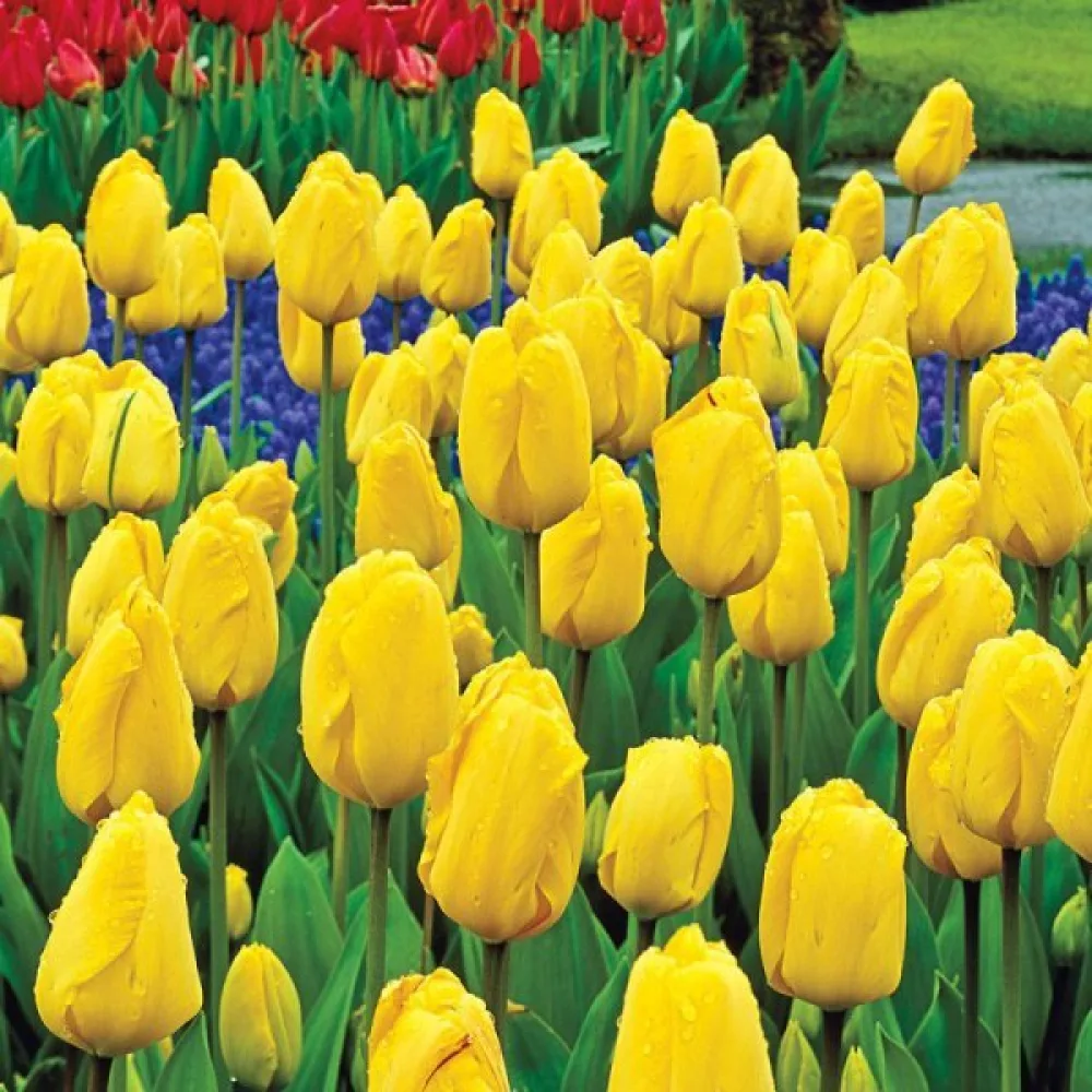 Tulipán Golden parade (zlatý)
