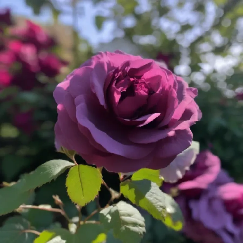 Růže Magenta Temptation – prostokořenná