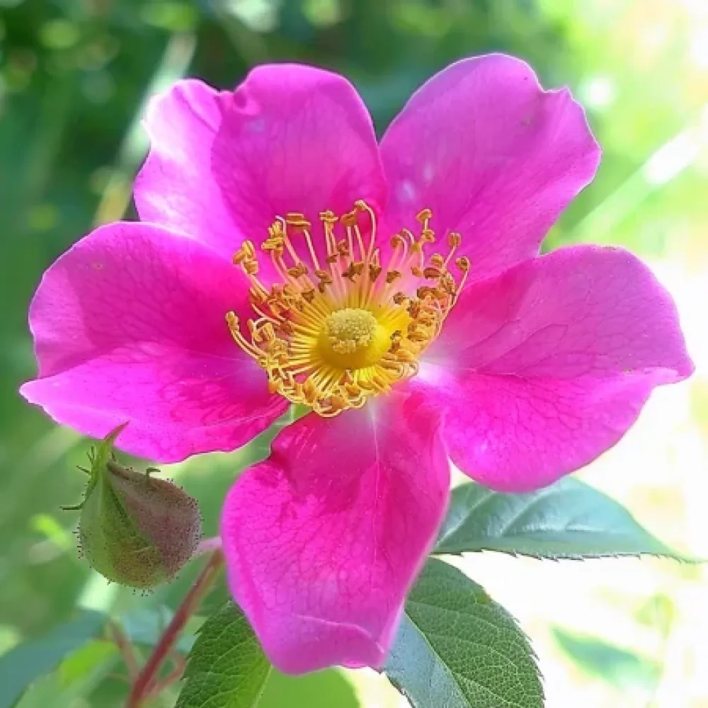 Růže Shakespeares Garden – prostokořenná